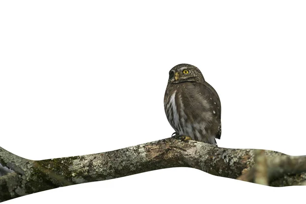 Ferruginous Pygmy Owl Glaucidium Brasilianum Brasil — Fotografia de Stock