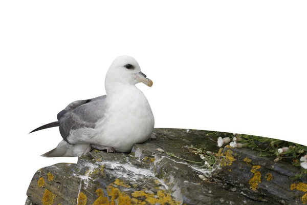 Fulmar Wyspa Lodnikowy Pojedynczy Ptak Klifie Orkney Czerwca 2014 — Zdjęcie stockowe