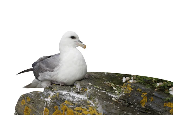 Fulmar Fulmarus Fucialis Одинокая Птица Скале Оркни Июнь 2014 Года — стоковое фото