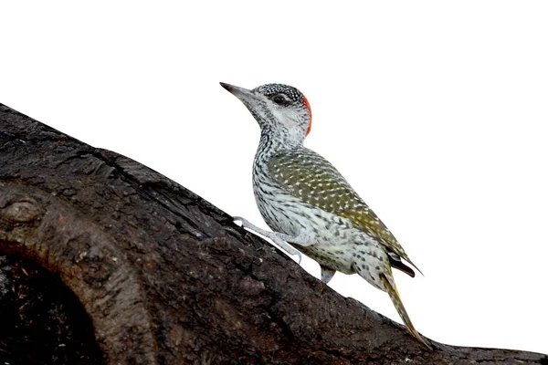 金尾啄木鸟 Campethera Abingoni 一只鸟在分支 2015 — 图库照片