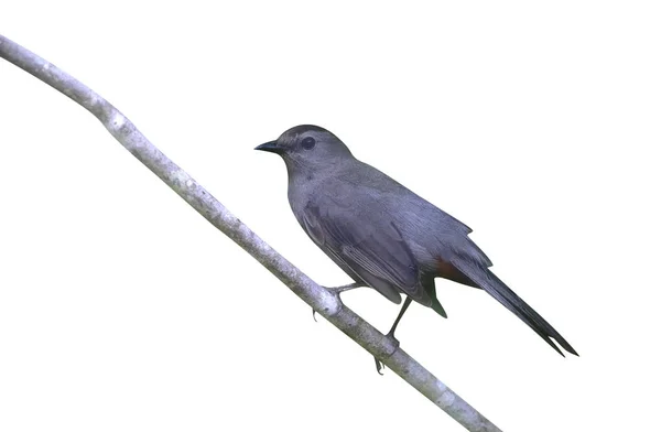Grauer Katzenvogel Dumetella Carolinensis Einzelner Vogel Auf Zweig — Stockfoto