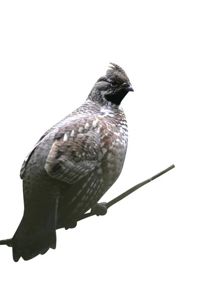 Haselhuhn Bonasa Bonasia Einzelnes Männchen Ast Deutschland — Stockfoto