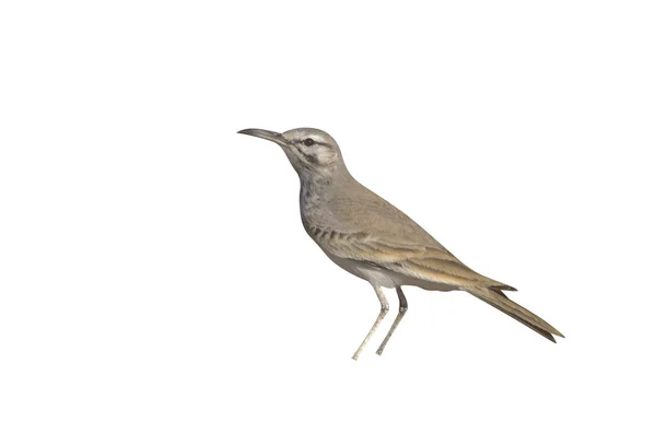 Härfågeln Lärka Alaemon Alaudipes Enstaka Fågel Marken Oman — Stockfoto