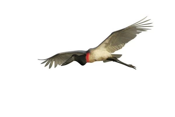 Jabiru Jabiru Mycteria Einzelner Vogel Flug Brasilien — Stockfoto