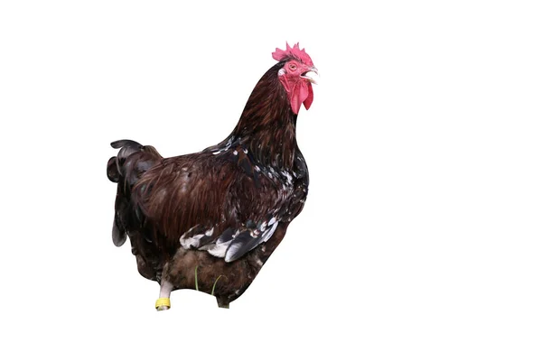 Jubilee Orpington Male Domestic Breed Fowl Warwickshire — Stock Photo, Image