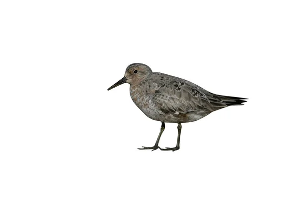 Вузол Calidris Canutus Єдиний Птах Пляжі Норфолк — стокове фото