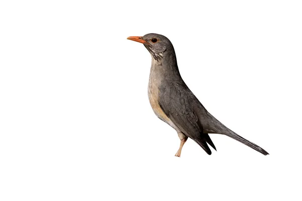 Kurrichane Thrush Turdus Libonyanus Single Vogel Grond Zuid Afrika Augustus — Stockfoto