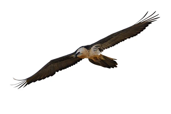 Lammergeier Lammergeyer Buitre Barbudo Gypaetus Barbatus Vuelo España Invierno —  Fotos de Stock