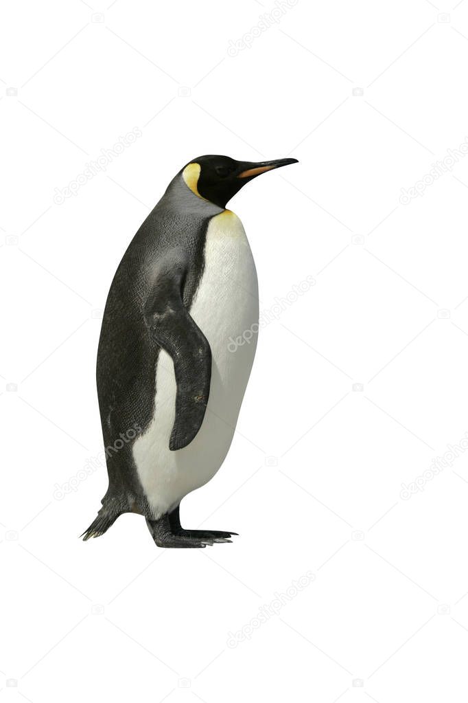 King penguin, Aptenodytes patagonicus, Falklands       