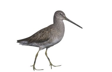 Uzun fatura Dowitcher, Limnodromus scolopaceus, Umman