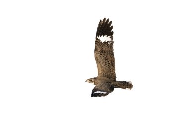 nacunda gece kuşu, podager nacunda, tek kuş uçuş, Brezilya