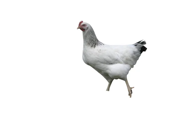 Light Sussex Domestic Breed Fowl Warwickshir — Stock Photo, Image