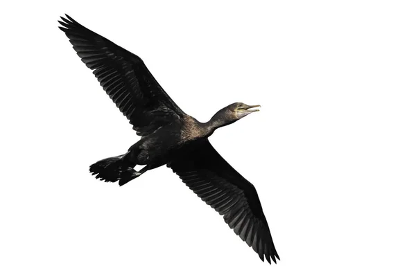 Little Black Cormorant Phalacrocorax Sulcirostris Single Bird Flight Bali Indonesia – stockfoto