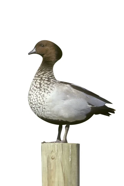 Manned Duck Chenonetta Jubata Austrália — Fotografia de Stock