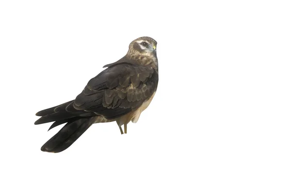 Montagu Rohrweihe Zirkuspygargus Einzelner Vogel Boden Oman — Stockfoto