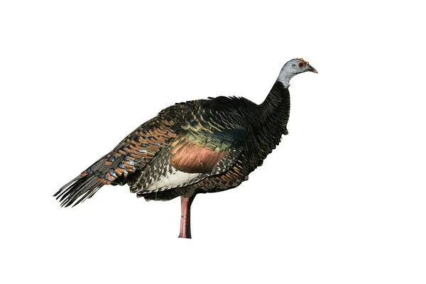 Dinde Ovalisée Meleagris Ocellata Oiseau Unique Sur Herbe Beliz — Photo