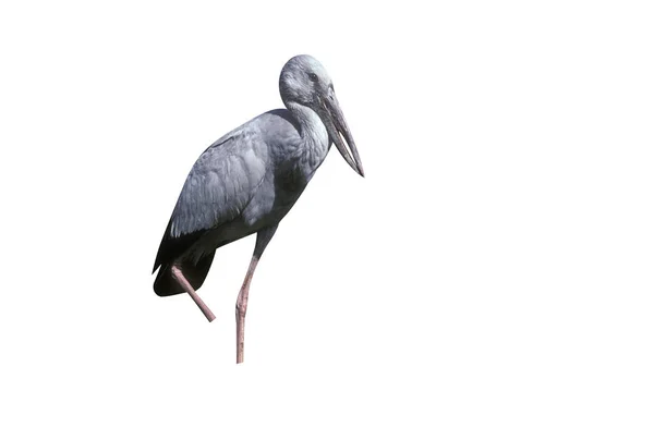 Açık Gagalı Leylek Anastomus Oscitans Tek Kuş Otu Hindistan — Stok fotoğraf