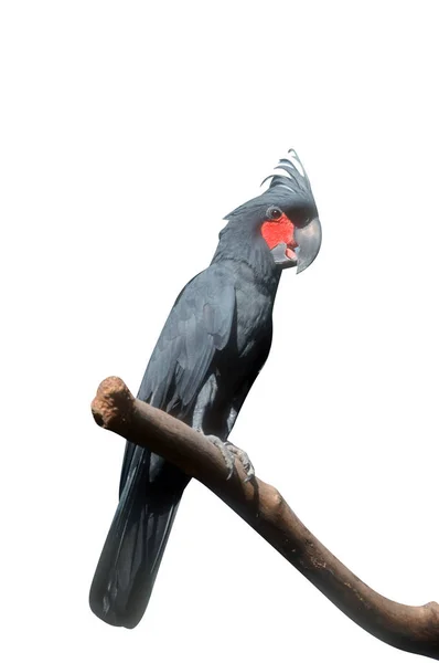 棕头鹦鹉 Probosciger Aterrimus — 图库照片