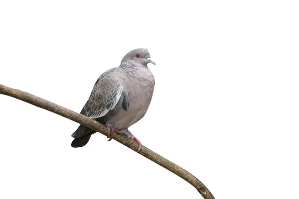 Picazuro Pigeon Columba Picazuro Single Bird Branch Brazil — Stock Photo, Image