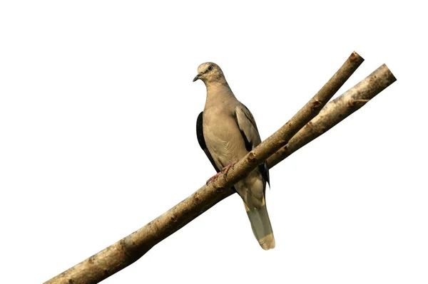 Picui Erdtaube Columbina Picui Einzelvogel Auf Ast — Stockfoto