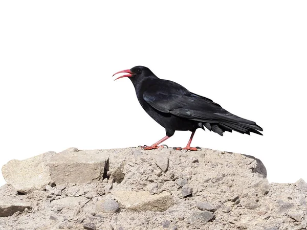 Tronco Dal Becco Rosso Pyrrrhocorax Pyrrocorax Uccello Singolo Sulla Roccia — Foto Stock