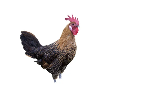 Campine 国内品种的家禽 Warwickshir — 图库照片