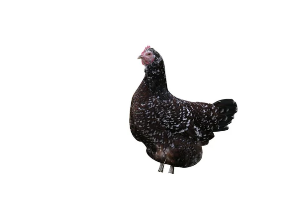 Benekli Sussex Yerli Cins Tavuk Yemeği Warwickshir — Stok fotoğraf