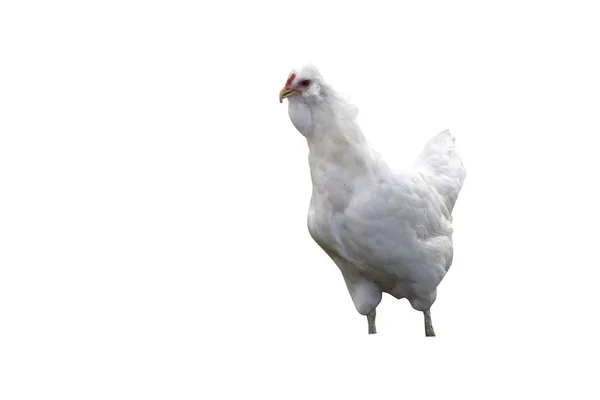 White Araucana Domestic Breed Fowl Warwickshir — Stock Photo, Image