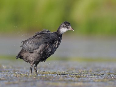 Coot, Fulica atra, tek çocuk su, Warwickshire, Temmuz 2018