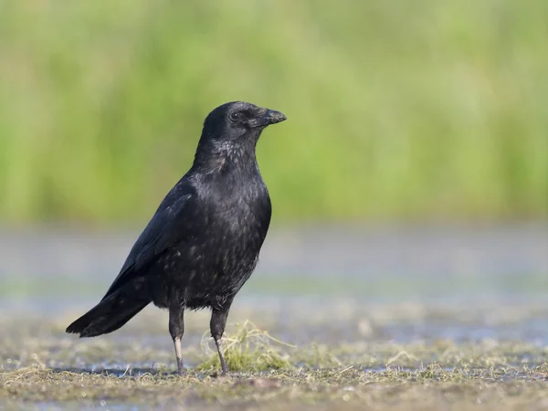 Aaskrähe Corvus Corone Einzelvogel Wasser Warwickshire Juli 2018 — Stockfoto