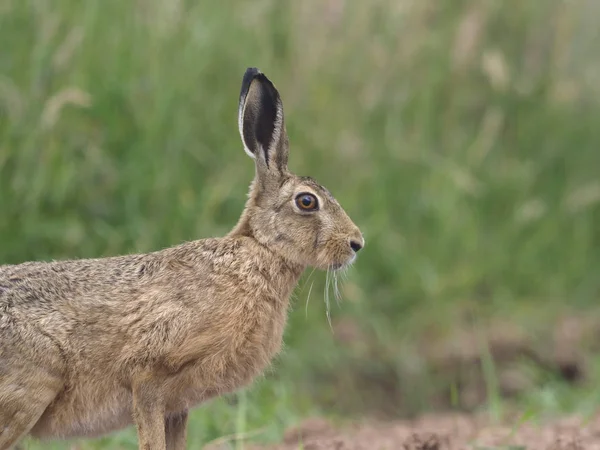 European Brown Hare Lepus Europaeus Single Hare Field Warwickshire July — Stock Photo, Image