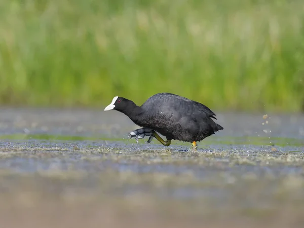 Coot Fulica Atra Uccello Singolo Che Corre Acqua Warwickshire Luglio — Foto Stock