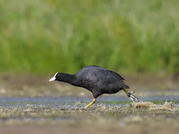 Coot Fulica Atra Single Bird Running Water Warwickshire July 2018 — Stock Photo, Image