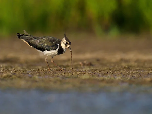 Tofsvipa Vanellus Vanellus Enstaka Fågel Vatten Warwickshire Juli 2018 — Stockfoto