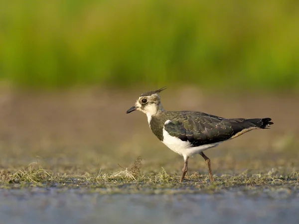 Kiebitz Vanellus Vanellus Einzelner Vogel Wasser Warwickshire Juli 2018 — Stockfoto