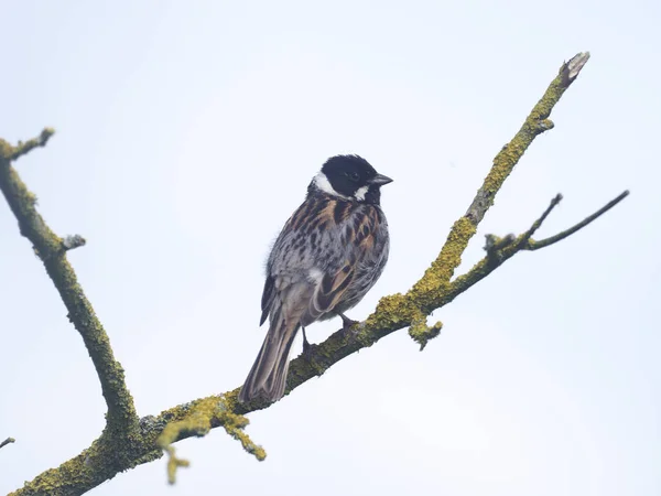 Reed Bunting Emberiza Schoeniclus Single Bird Branch Warwickshire June 201 — Stok Foto