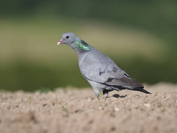 Pomba Columba Oenas Ave Solteira Chão Warwickshire Julho 2018 — Fotografia de Stock