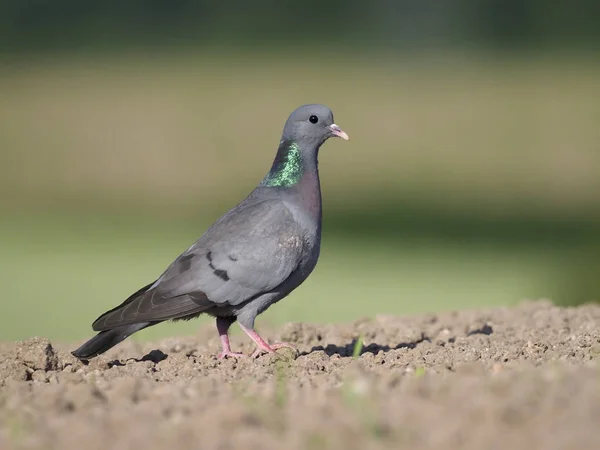 Stock Dove Columba Oenas Single Bird Ground Warwickshire July 2018 — Stock Photo, Image