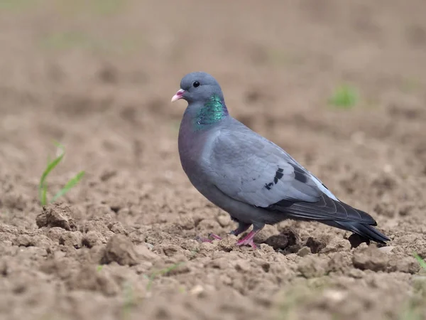 Stocktaube Columba Oenas Einzelvogel Auf Dem Boden Warwickshire Juli 2018 — Stockfoto