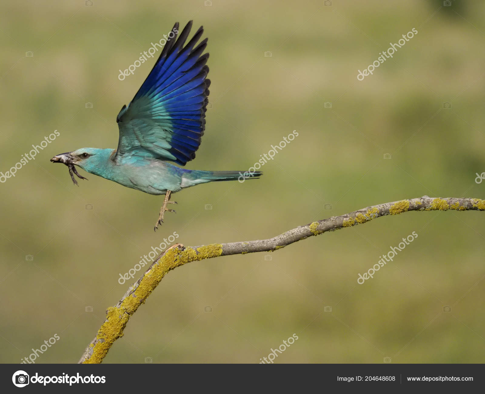 Rollier Europe Coracias Garrulus Seul Oiseau Vol Hongrie