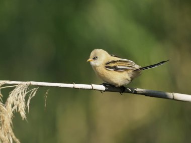 Sakallı baştankara, Panurus biarmicus, reed, Macaristan, Temmuz 2018 tek çocuk kuş