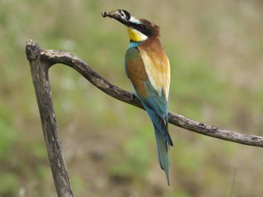 Avrupa arı kuşugiller, arı kuşu apiaster, şube, Macaristan, Temmuz 2018 tek kuş