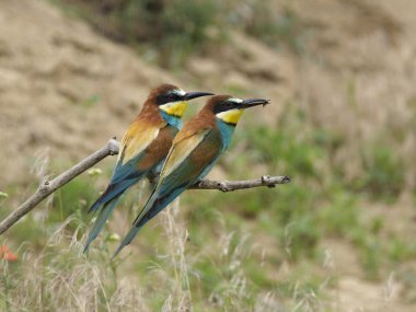 Avrupa arı kuşugiller, arı kuşu apiaster, şube, Macaristan, Temmuz 2018 tek kuş