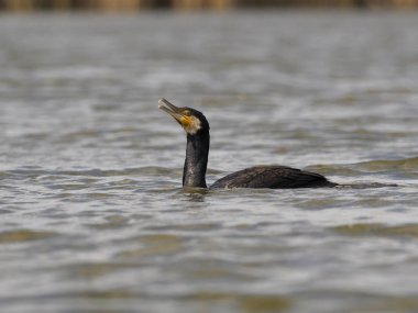 Büyük karabatak, Phalacrocorax carbo, su, Macaristan, Temmuz 2018 tek kuş