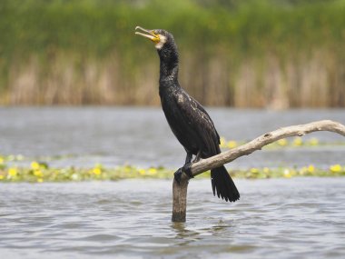 Büyük karabatak, Phalacrocorax carbo, şube, Macaristan, Temmuz 2018 tek kuş