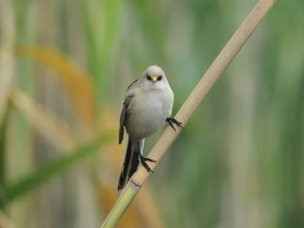 Caña Barbuda Panurus Biarmicus Ave Juvenil Soltera Caña Hungría Julio —  Fotos de Stock