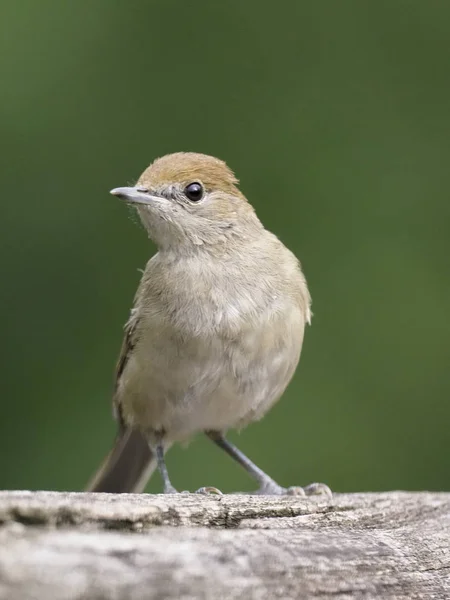 Blackcap Sylvia Atricapilla Hembra Soltera Rama Hungría Julio 2018 — Foto de Stock