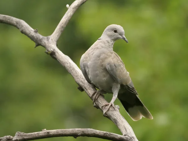 Yakalı Güvercin Streptopelia Decaocto Şube Macaristan Temmuz 2018 Tek Kuş — Stok fotoğraf