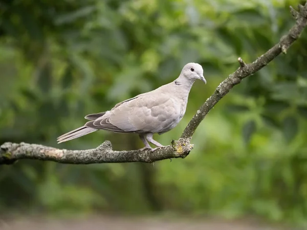 Collared Dove Streptopelia Decaocto Single Bird Branch Hungary July 2018 — Stock Photo, Image