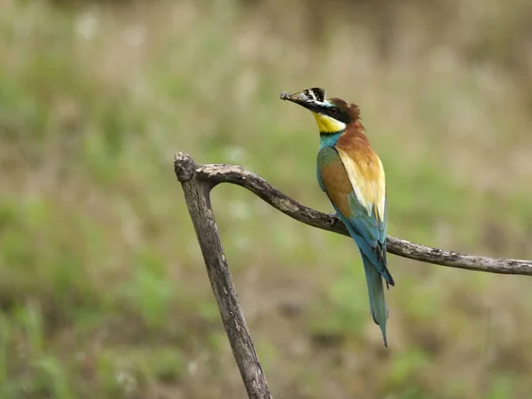 Европейский Пчелоед Merops Apiaster Одинокая Птица Ветке Венгрия Июль 2018 — стоковое фото